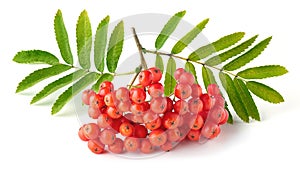 Ripe bunch of rowan berries or red mountain ash and green leaves