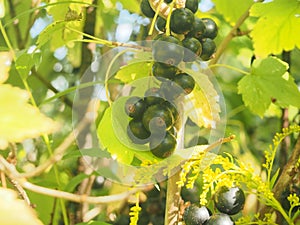 Ripe bunches of black currant berries. Gardening