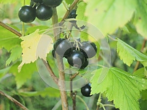 Ripe bunches of black currant berries. Gardening