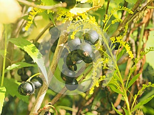 Ripe bunches of black currant berries. Gardening