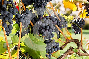 Ripe bunches of black grapes on vine outdoors. Autumn grapes harvest in vineyard for wine making. Cabernet Sauvignon, Merlot,