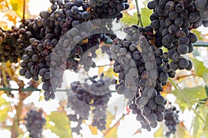 Ripe bunches of black grapes on vine outdoors. Autumn grapes harvest in vineyard for wine making. Cabernet Sauvignon, Merlot,