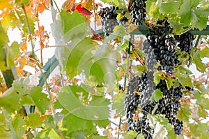 Ripe bunches of black grapes on vine outdoors. Autumn grapes harvest in vineyard for wine making. Cabernet Sauvignon, Merlot,