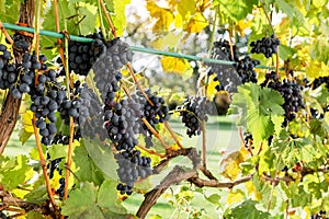 Ripe bunches of black grapes on vine outdoors. Autumn grapes harvest in vineyard for wine making. Cabernet Sauvignon, Merlot,