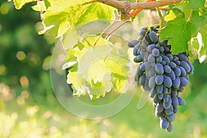 Ripe bunches of blue grape fruit of autumn harvest ready for further processing in agriculture and manufacturing and wine.
