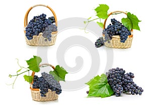 Ripe bunches of dark grapes on a white background.