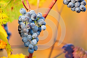 Ripe bunches of dark red grapes with frost and drops under nice light during sunrise, autumn harvesting of grapes in South Moravia