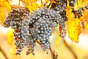 Ripe bunches of dark red grapes under nice light during sunrise, autumn harvesting of grapes in South Moravia, Czech Republic. Win