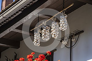 Ripe bunches of garlic on white wall at home in yard in ethnographic village Holloko, Hungary, Europe