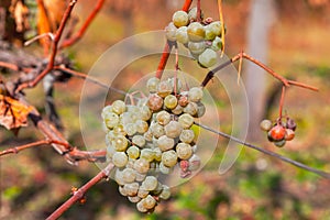 Ripe bunches grapes in late autumn