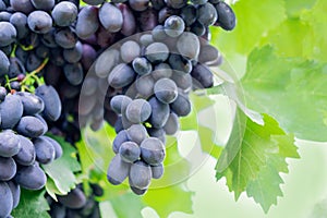 Ripe bunches of grapes on the vine. A bunch of grapes with a place for copy space. Winemaking and autumn grape harvest