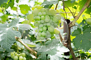 Ripe bunches of grapes on the vine. A bunch of grapes with a place for copy space. Winemaking and autumn grape harvest