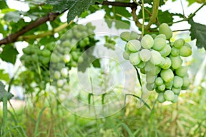 Ripe bunches of grapes on the vine. A bunch of grapes with a place for copy space. Winemaking and autumn grape harvest