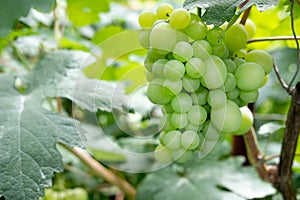 Ripe bunches of grapes on the vine. A bunch of grapes with a place for copy space. Winemaking and autumn grape harvest