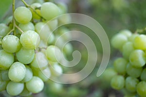 Ripe bunches of grapes on the vine. A bunch of grapes with a place for copy space. Winemaking and autumn grape harvest