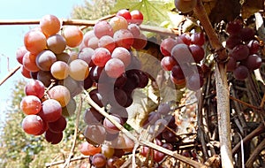 Ripe bunches of pink grapes hang on a branch of a vineyard against a blue sky photo