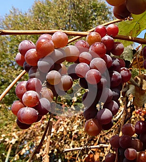 Ripe bunches of pink grapes hang on a branch of a vineyard against a blue sky photo