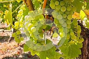 Ripe bunches of Pinot Gris grape hanging on vine in vineyard at harvest time