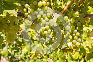 Ripe bunches of pinot gris grapes hanging on vine in vineyard with blurred background