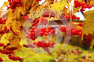 Ripe bunches of red viburnum hang among yellow leaves