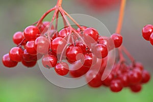 Ripe bunches of red viburnum hang among yellow leaves in autumn