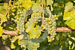 Ripe bunches of Sauvignon Blanc grapes growing on vine in vineyard