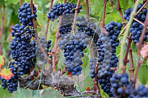 Ripe bunches of vinegrapes on the vineyard close-up