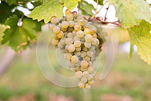 Ripe bunches of wine grapes on a vine in warm light