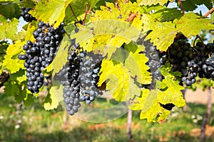 Ripe bunches of wine grapes on a vine in warm light