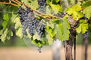 Maturo gruppi da vino uva sul vite Caldo la luce 