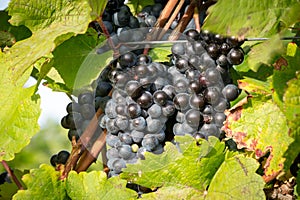 Ripe bunches of wine grapes on a vine in warm light