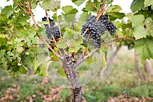 Ripe bunches of wine grapes on a vine in warm light