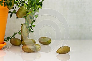 Ripe burgundy green finger-shaped citrus fruits on the dinner table, close-up. Indoor growing of the outlandish citrus plant