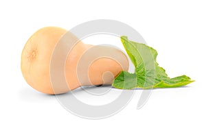 Ripe butternut pumpkin cucurbita moschata with green leaf isolated on white background