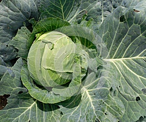 Ripe cabbage