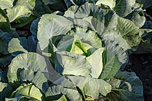 Ripe cabbage in the field