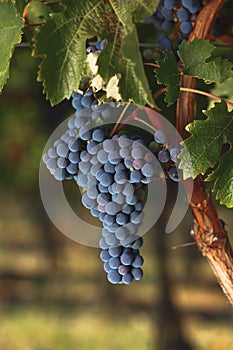 Ripe Cabernet grapes on an old vine