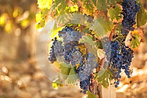 Ripe Cabernet grapes on vine growing in vineyard at sunset time, selective focus, copy space. Vineyards grape at sunset in autumn