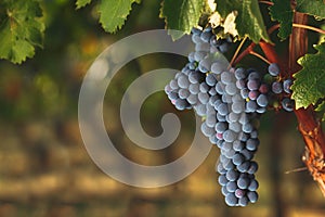 Ripe Cabernet grapes on vine photo