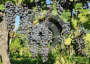 Ripe Cabernet Sauvignon grapes hanging on vine
