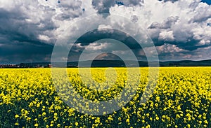 Ripe canola field