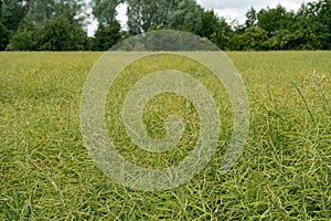 Ripe Canola Field, Green Rapeseed Pods, Mustard Plant Harvest, Oil Plants Farm, Rapeseed Pods Closeup