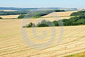 Ripe canola fields in fall