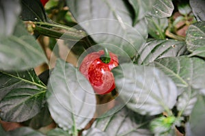 A ripe Capsicum chinense pepper among the leaves photo