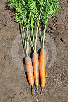 Ripe carrots
