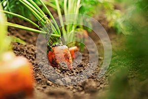 Ripe carrots growing in soil. Organic farming photo