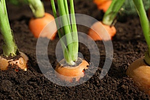 Ripe carrots in soil, closeup