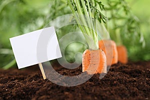 Ripe carrots in vegetable garden with empty sign