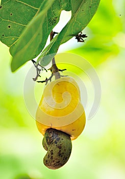 Ripe cashew fruit