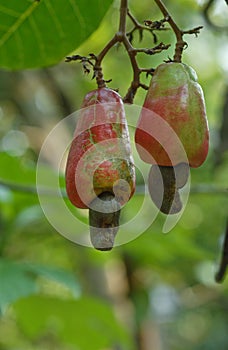 Ripe cashew fruit